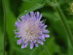 Knautia arvensisBeemdkroon bestellen